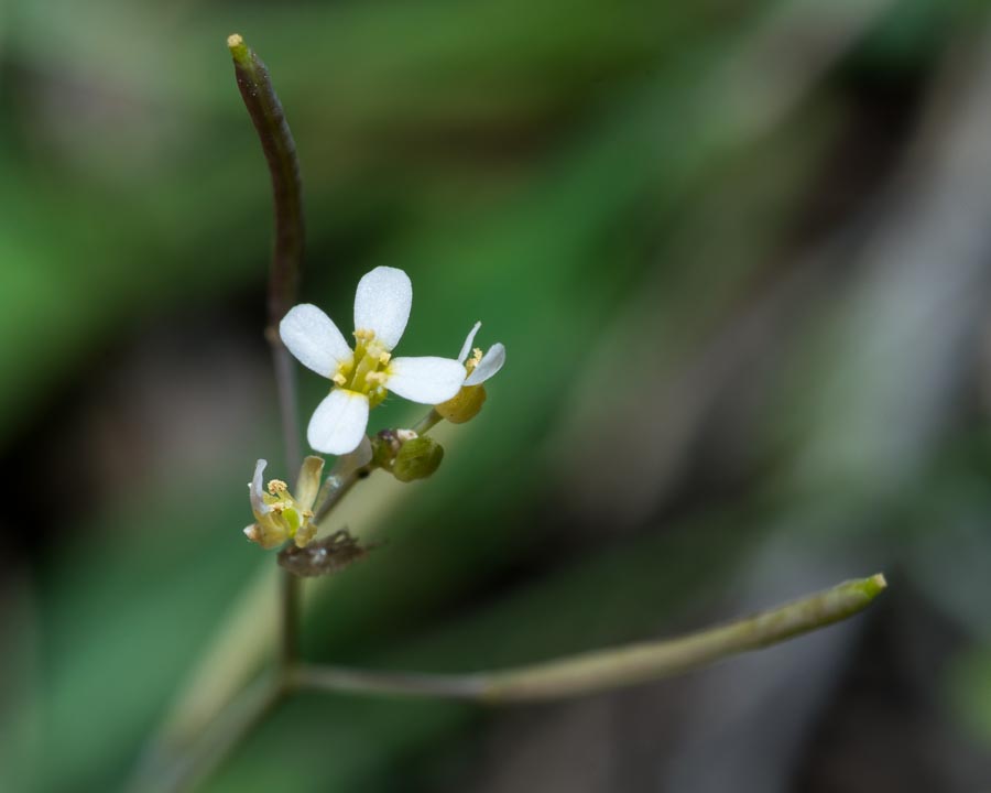 Arabis ciliata ?